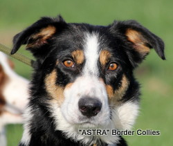Astra Peta, Tricolour Border Collie